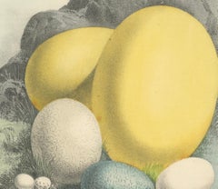 Global Bird Eggs: An 1857 Study of Avian Diversity - Handkolorierte Lithographie