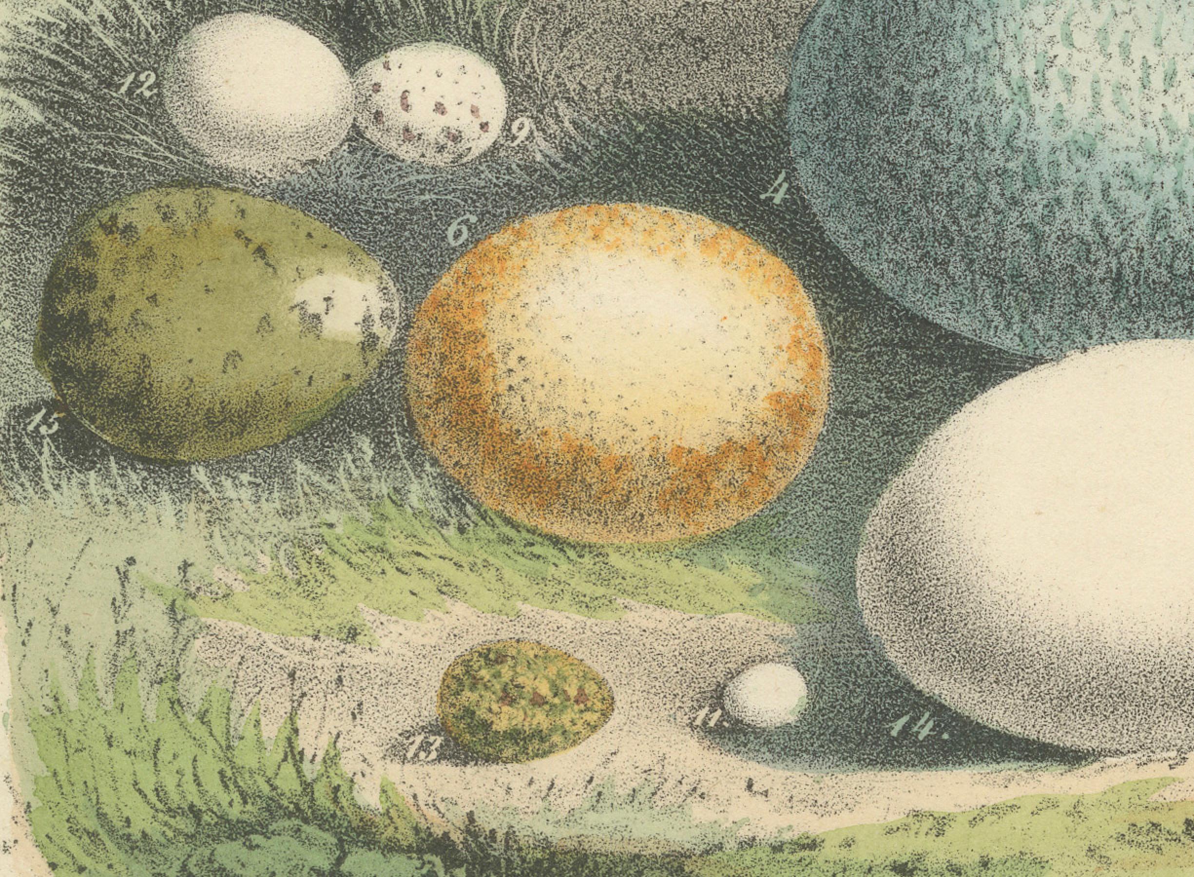 Global Bird Eggs: An 1857 Study of Avian Diversity - Hand-Coloured Lithograph In Good Condition For Sale In Langweer, NL