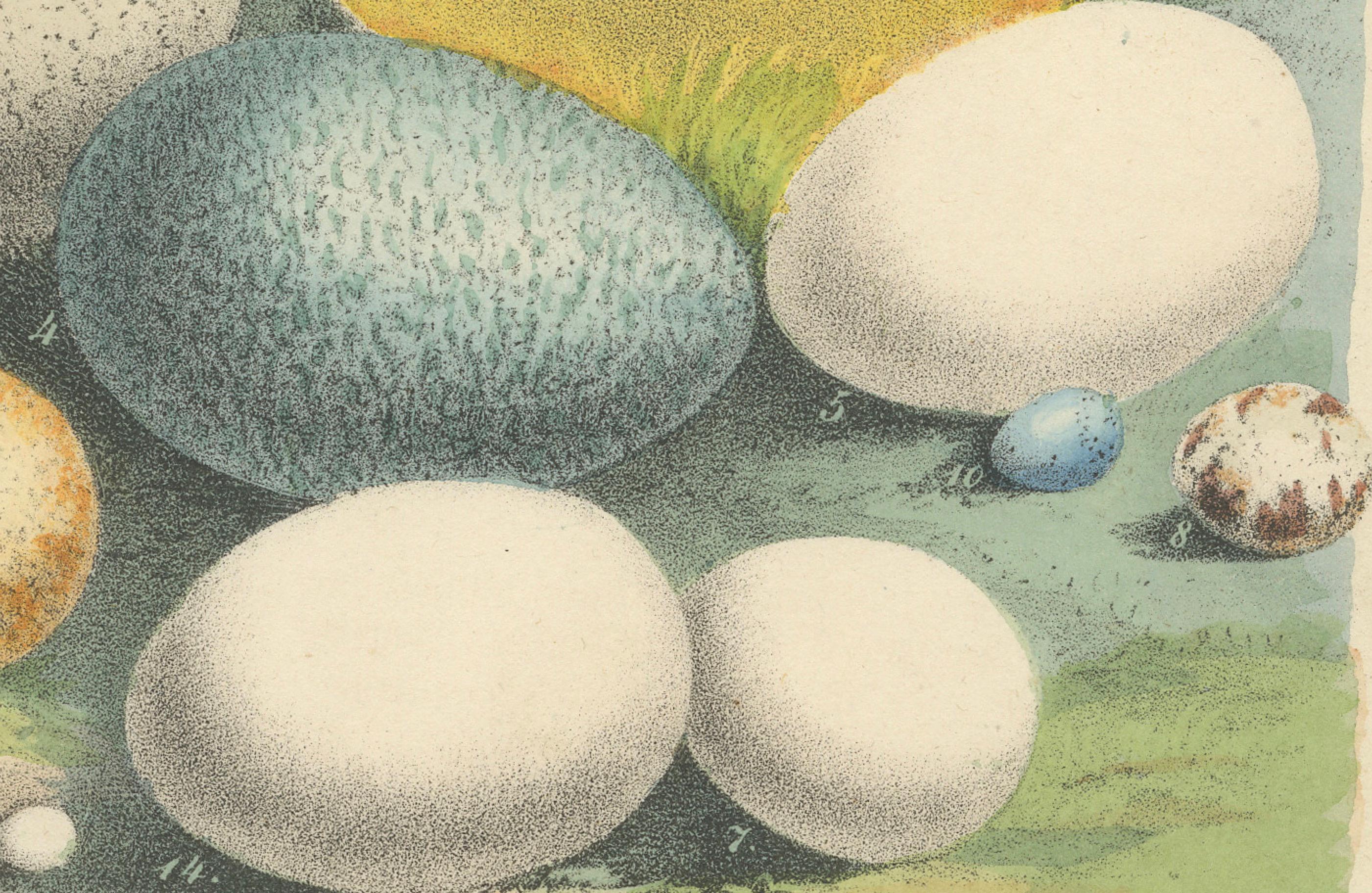 Mid-19th Century Global Bird Eggs: An 1857 Study of Avian Diversity - Hand-Coloured Lithograph For Sale