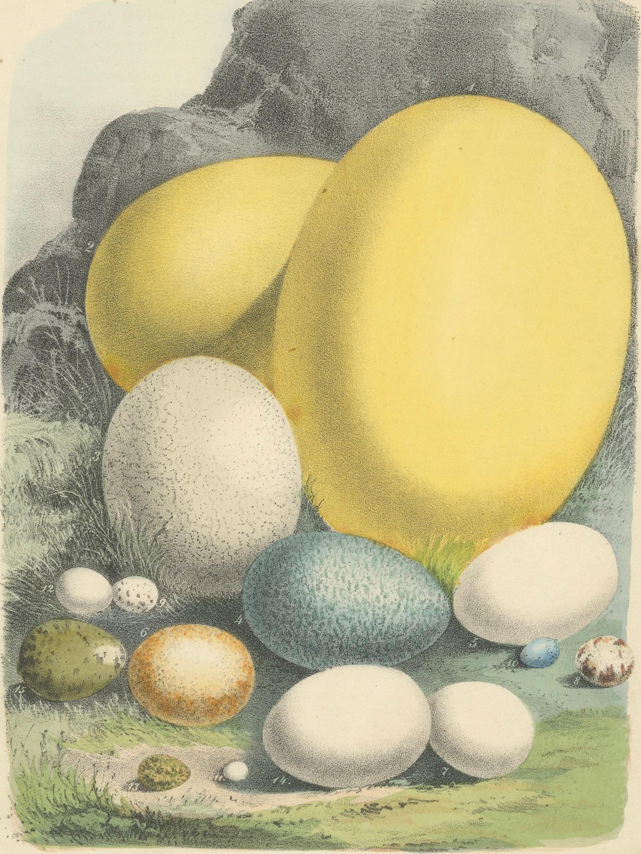 Paper Global Bird Eggs: An 1857 Study of Avian Diversity - Hand-Coloured Lithograph For Sale