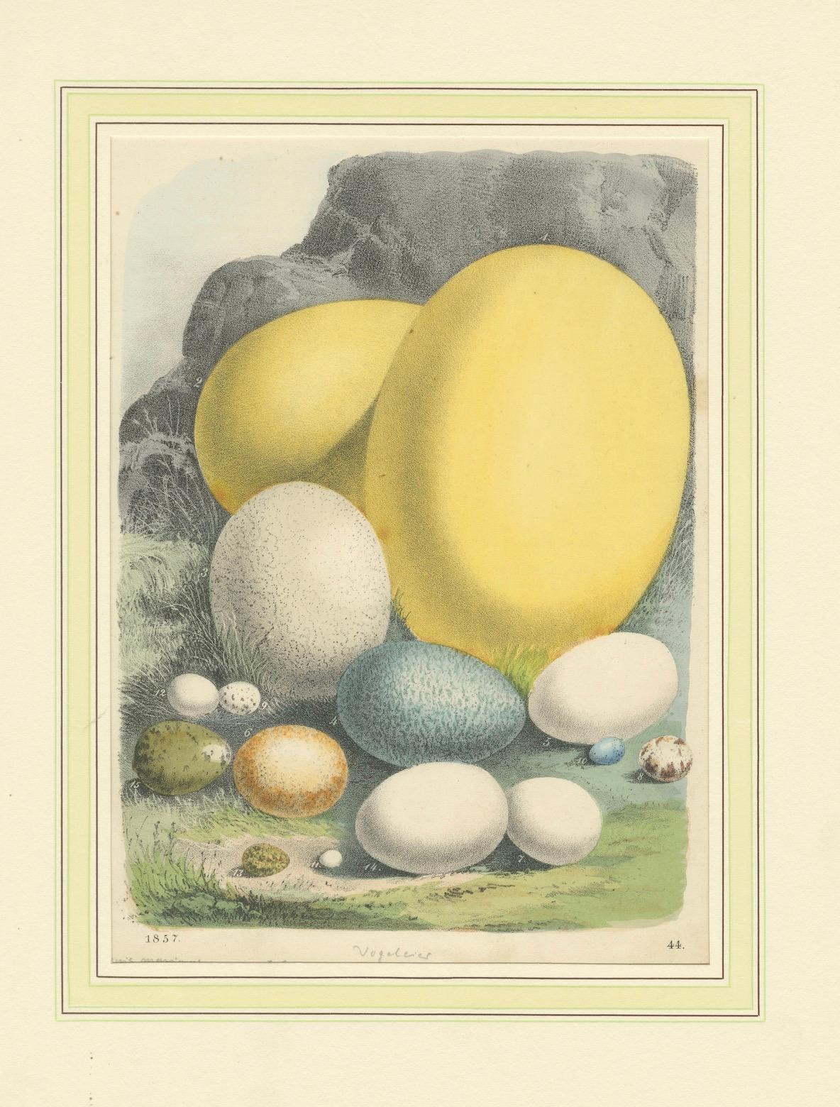 Global Bird Eggs: An 1857 Study of Avian Diversity - Hand-Coloured Lithograph For Sale 1