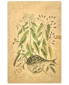Globe Fish Engraving, 18th Century, Framed, Hand-Colored