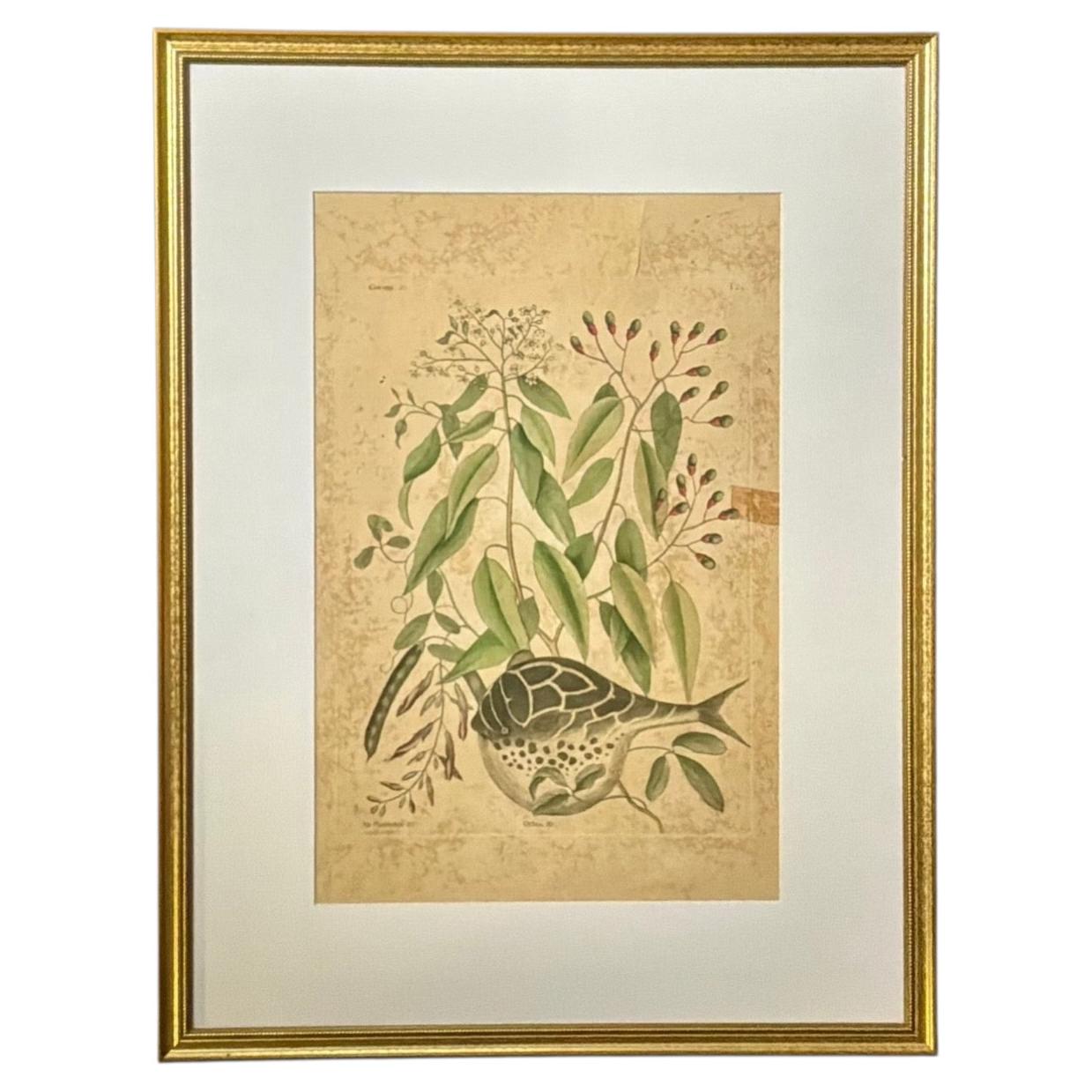Globe Fish Engraving, 18th Century, Framed, Hand-Colored