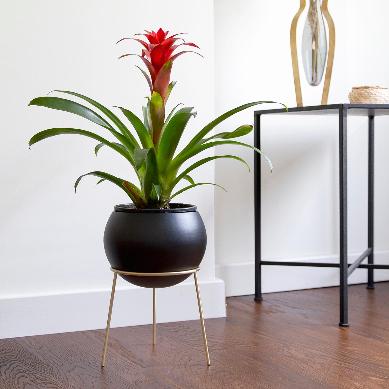 Globe is a planter collection inspired by the plants' search of sun, growth to sun in nature. Its name comes from our blue planet which it represents; Globe.

As being able to rotate to any direction on its brass stand, Globe Planter lets you