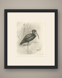 Glossy Ibis, Antique Bird Print after Lilian Medland, circa 1909