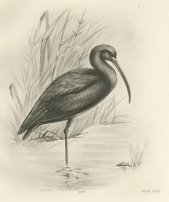 Glossy Ibis, Antique Bird Print after Lilian Medland, circa 1909