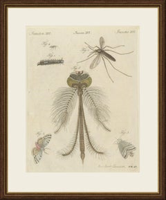 Gnat with Magnified Feathered Head, Antique Bertuch Print, circa 1805