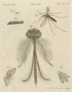 Gnat with Magnified Feathered Head, Antique Bertuch Print, circa 1805