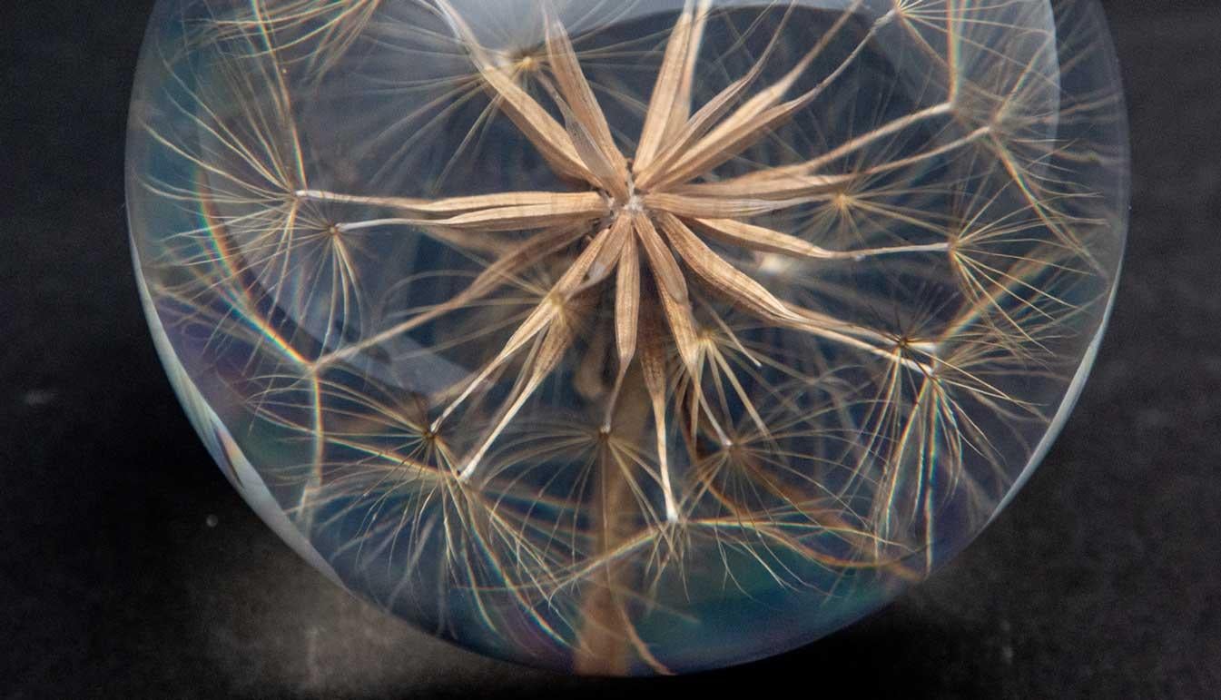 Goatsbeard Paperweight. Created from an encased, natural Goatsbeard Seed. Measures: 3