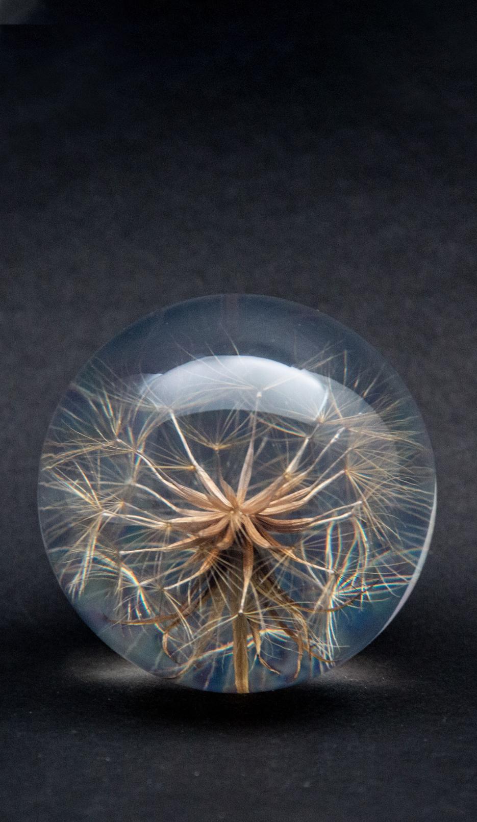 Goatsbeard Paperweight In New Condition In New York, NY