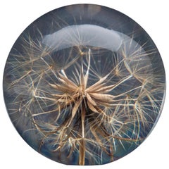 Goatsbeard Paperweight