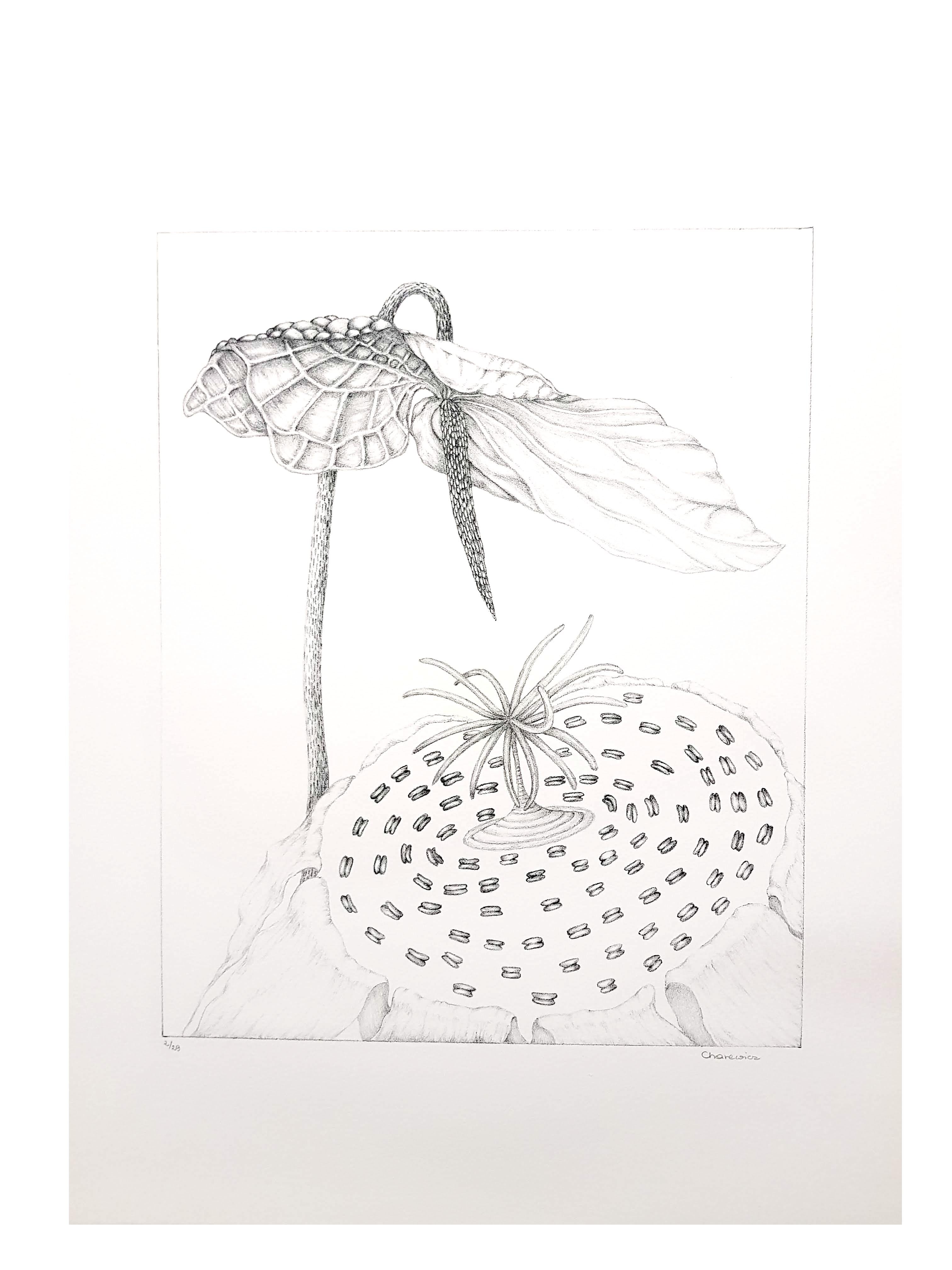 Gochka Charewicz - Herbarium - Original Signed Lithograph For Sale 1