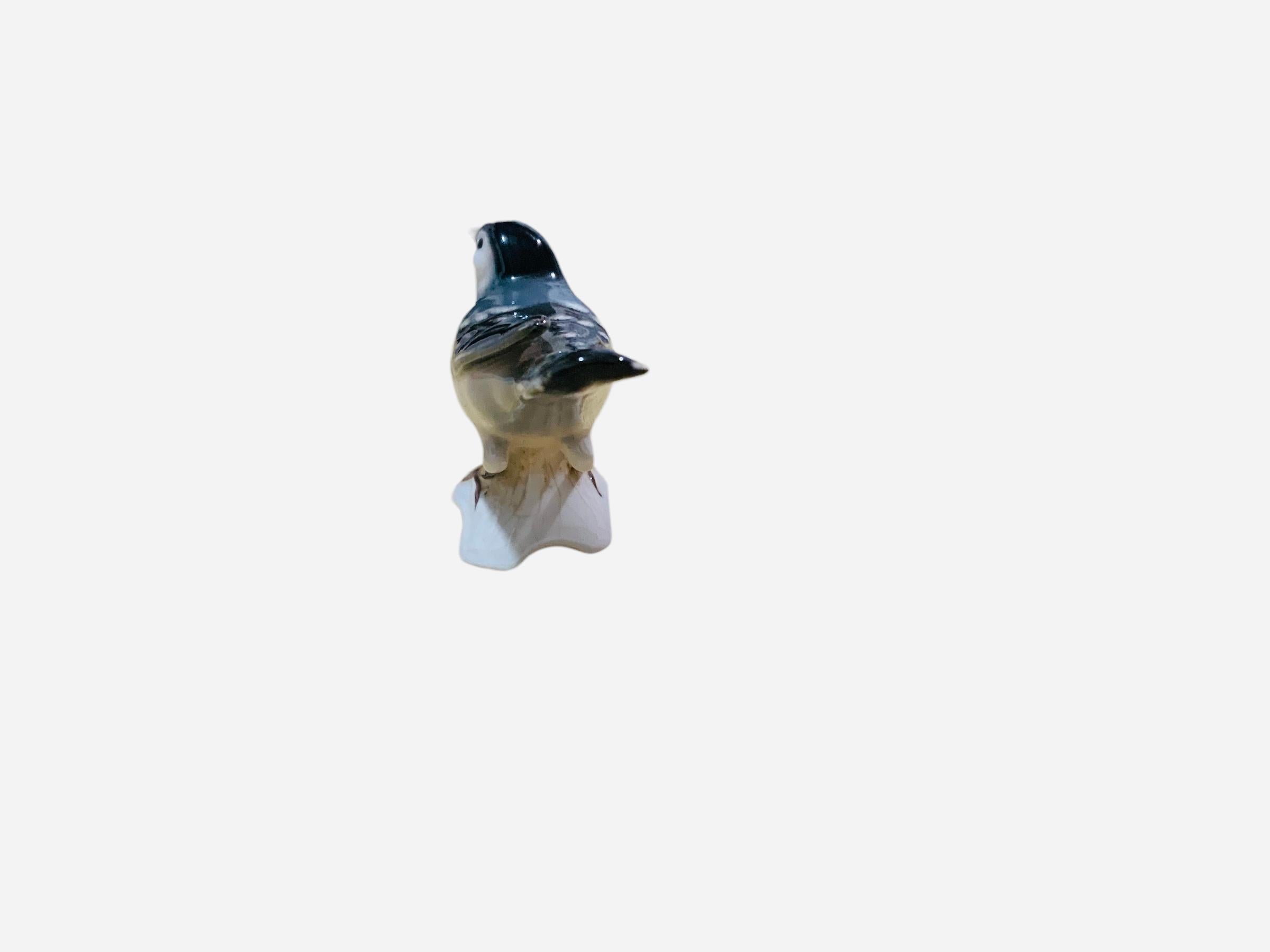bachstelze ägypten