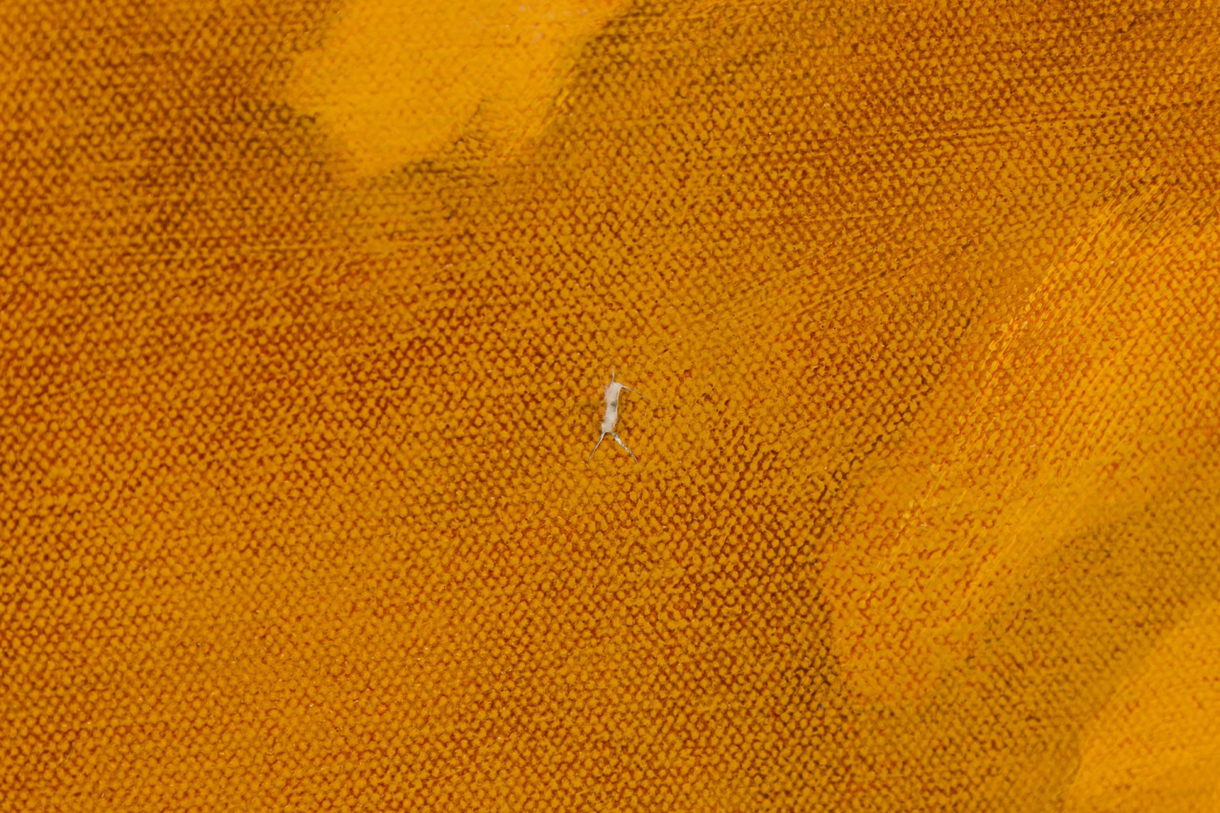 Pittura astratta oro In condizioni buone in vendita a Queens, NY