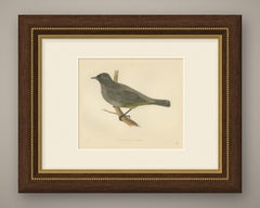 Gold Vented Thrush on a Branch, Antique Hand Colored Bird Print, 1896