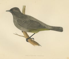 Gold Vented Thrush on a Branch, Antique Hand Colored Bird Print, 1896