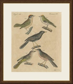 Rhinocéros et huppé avec des oiseaux chanteurs, gravure ancienne de Bertuch, vers 1820