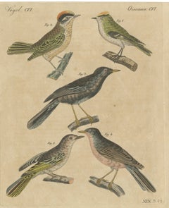 Rhinocéros et huppé avec des oiseaux chanteurs, gravure ancienne de Bertuch, vers 1820