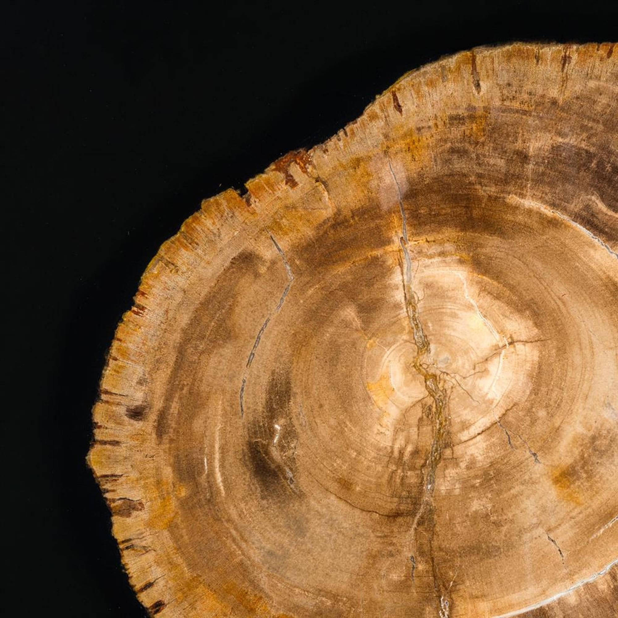 Contemporary Golded Petrified Wood Coffee Table For Sale