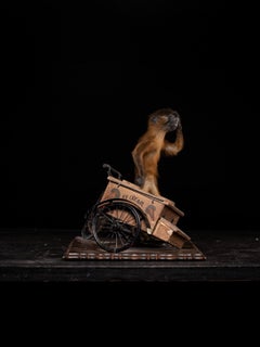 Golden-bellied Mangabey Monkey mounted with a broken down ice cream trike.