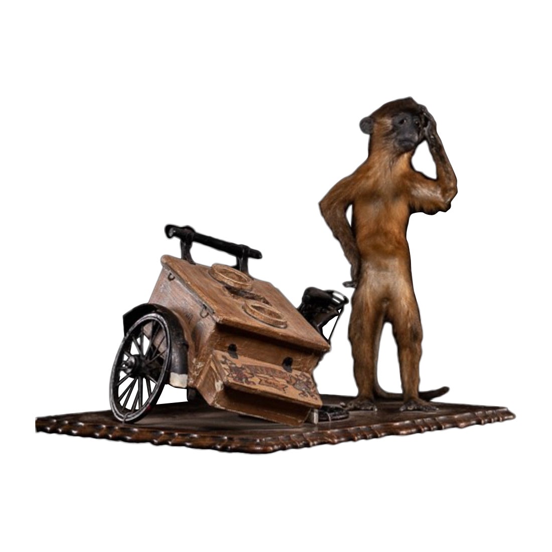 Golden-bellied Mangabey Monkey mounted with a broken down ice cream trike. in vendita