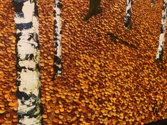 "Golden Birches" Contemporary Oil Painting by David Williams