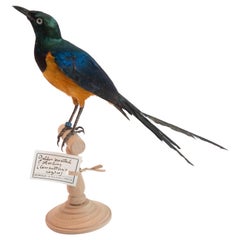 Golden Breasted Starling Mounted Taxidermy Specimen