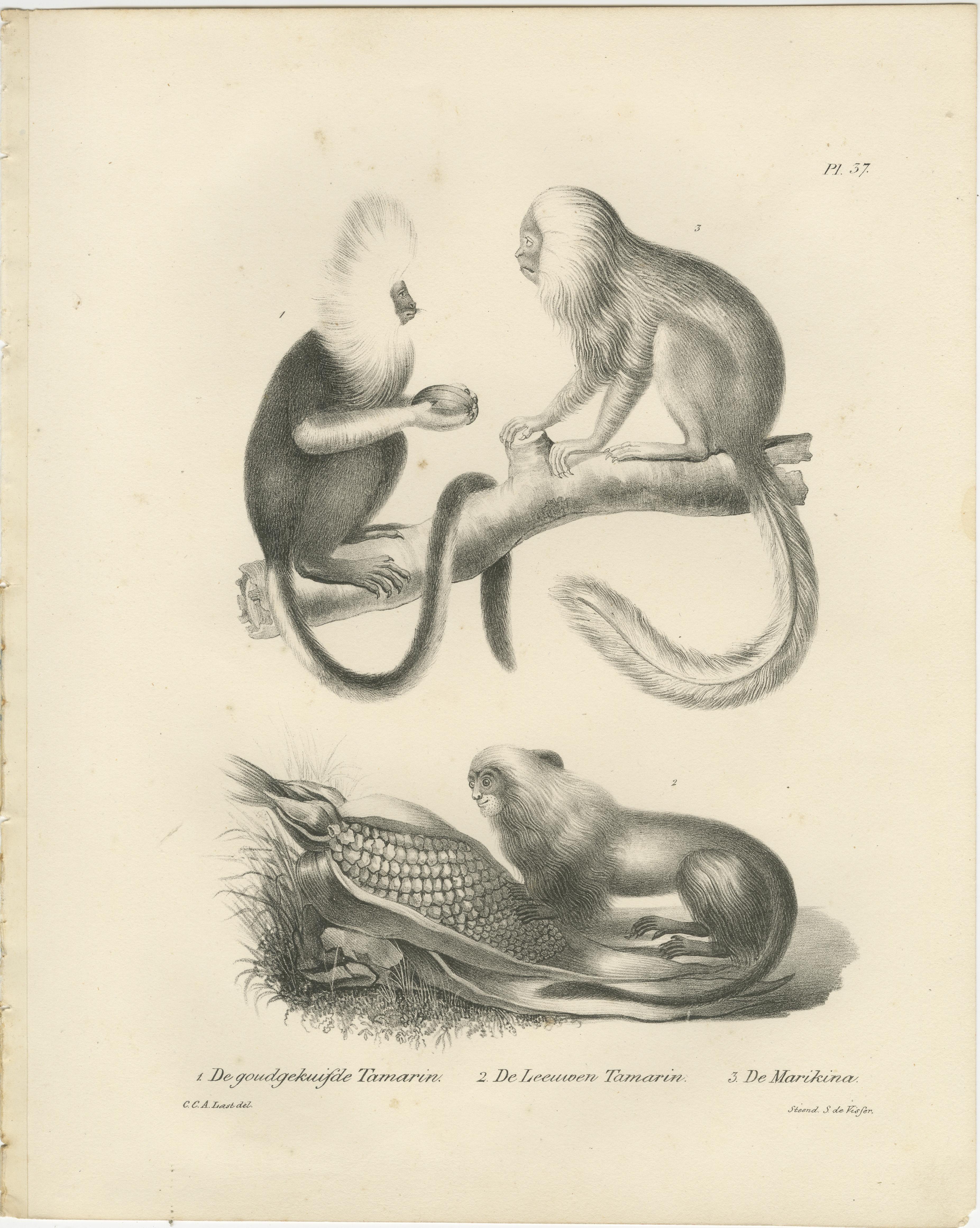 Estas dos litografías representan diversas especies de tamarinos y lémures, dibujadas por Carel Christiaan Antony Last para la obra de Heinrich Rudolf Schinz *Volledige Natuurlijke Historie der Zoogdieren* (1836). Los grabados, parte de una