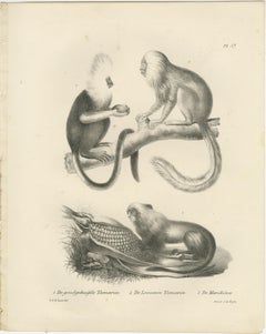 Golden-crested, Lion Tamarin & Lemur Species, Lithographs by C.C. Last, 1836