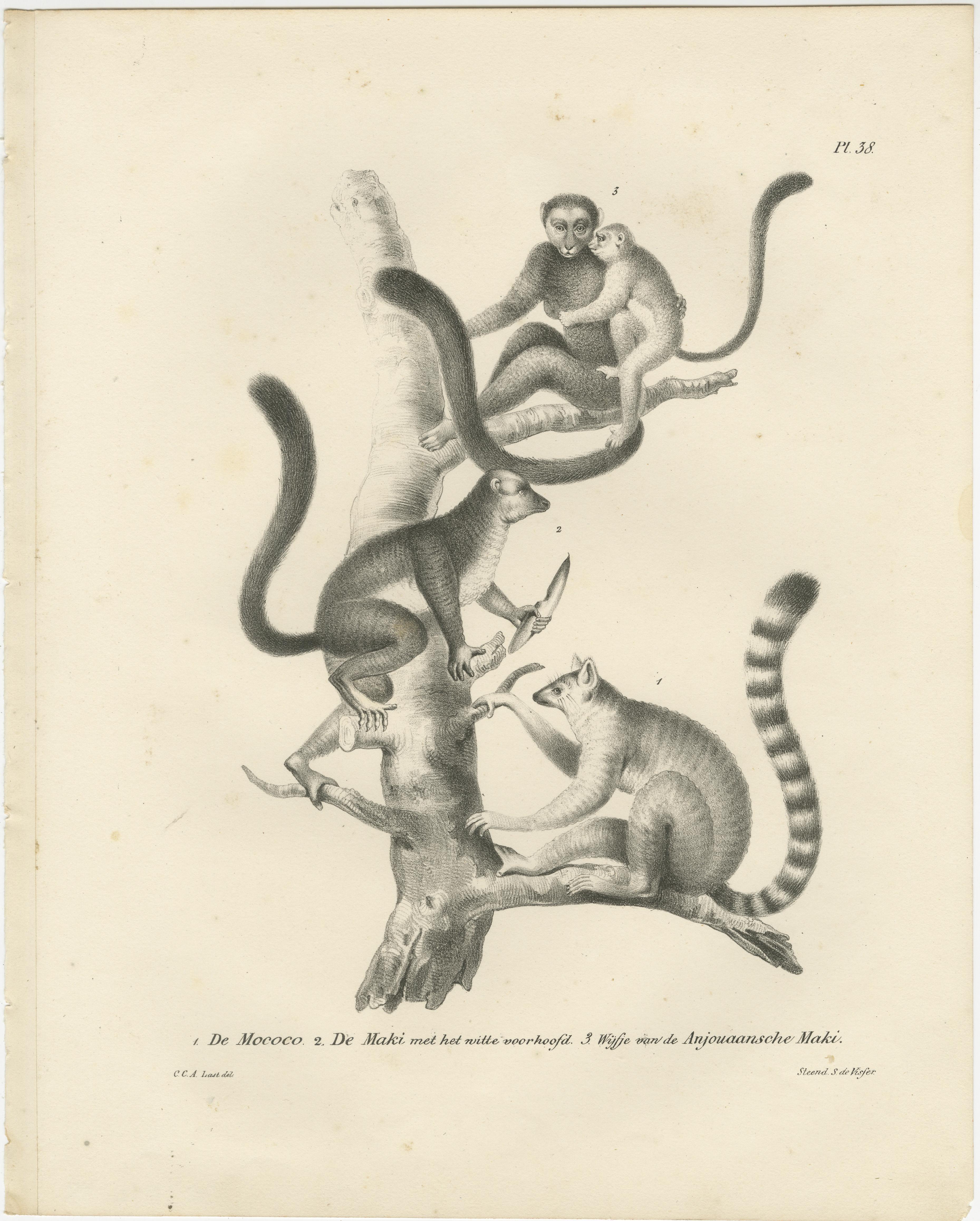 Especies de tamarinos dorados, tamarinos león y lémures, litografías de C.C. Último, 1836 Grabado en venta
