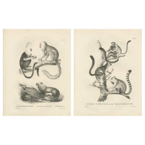 Golden-crested, Lion Tamarin & Lemur Species, Lithographs by C.C. Last, 1836