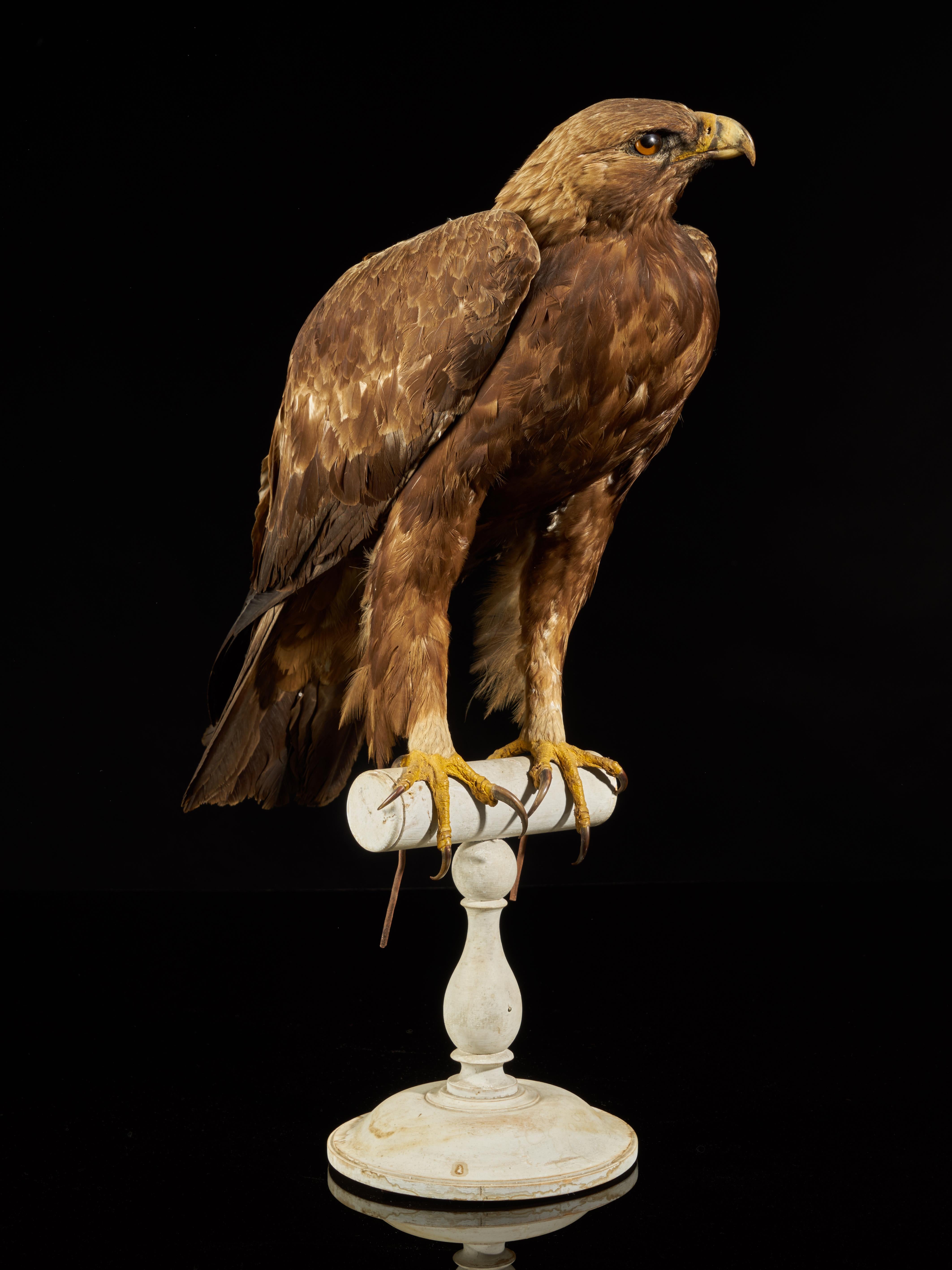 Eagles are large, powerfully built birds of prey, with heavy heads and beaks. Like all birds of prey, eagles have very large, hooked beaks for ripping flesh from their prey, strong, muscular legs and powerful talons.
The beak is typically heavier