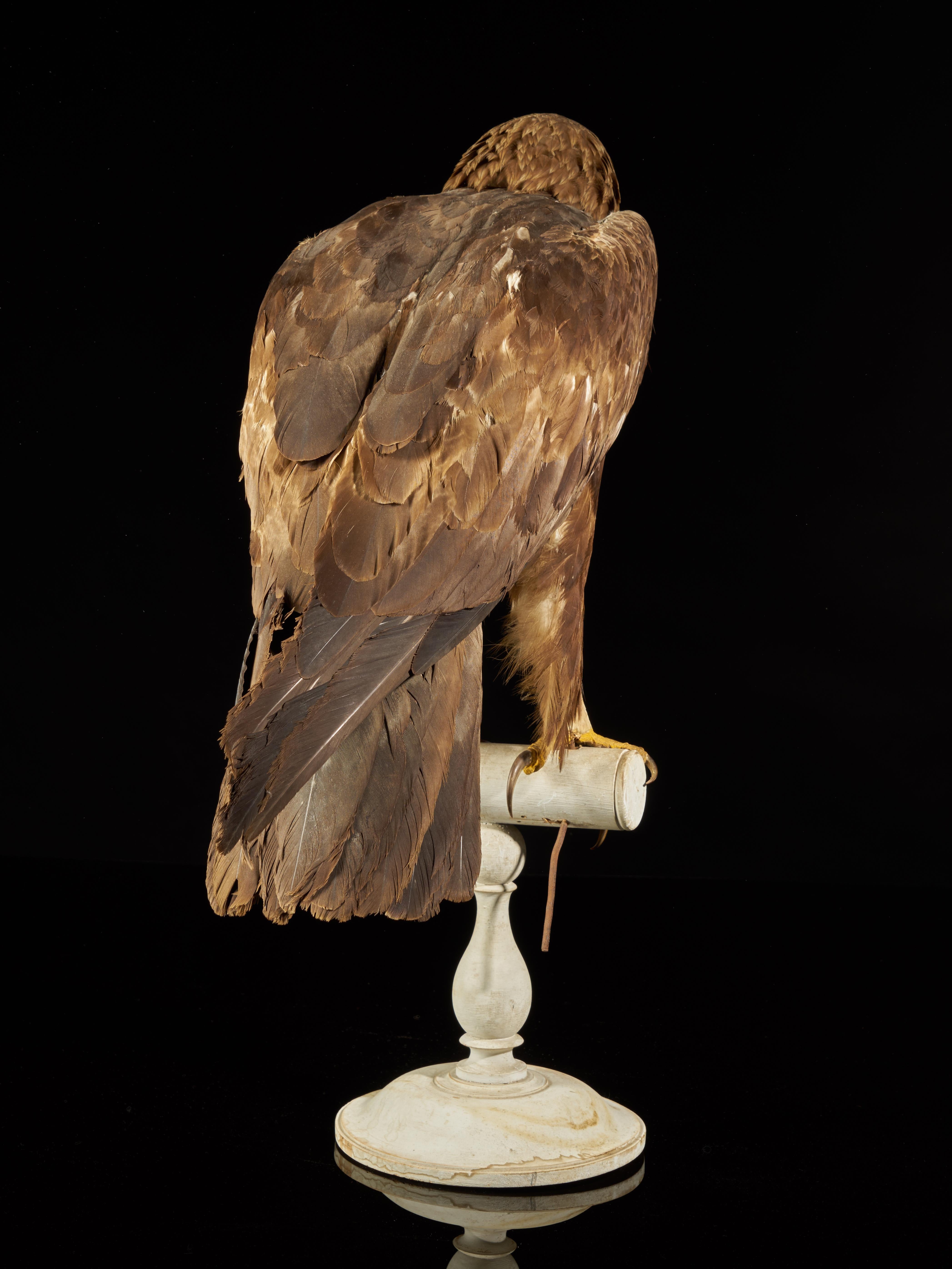 golden eagles for sale