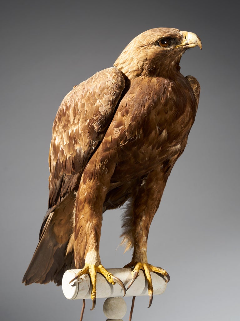 Golden Eagle Aquila chrysaetos II A Magnificent Male Golden Eagle Aquila chrysaetos II A Magnificent Male