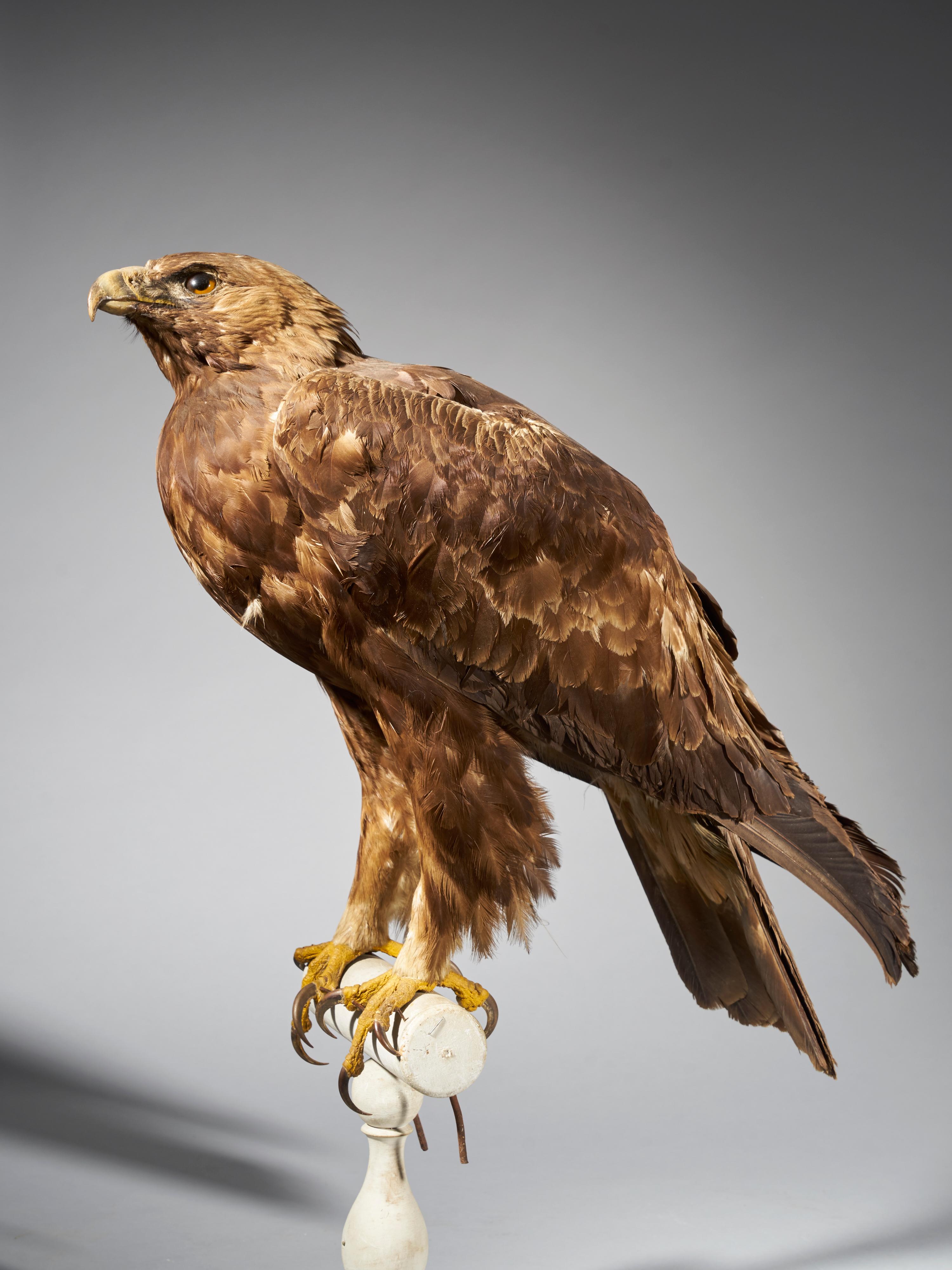 French Golden Eagle 'Aquila chrysaetos' II/A, Magnificent Male Golden Eagle