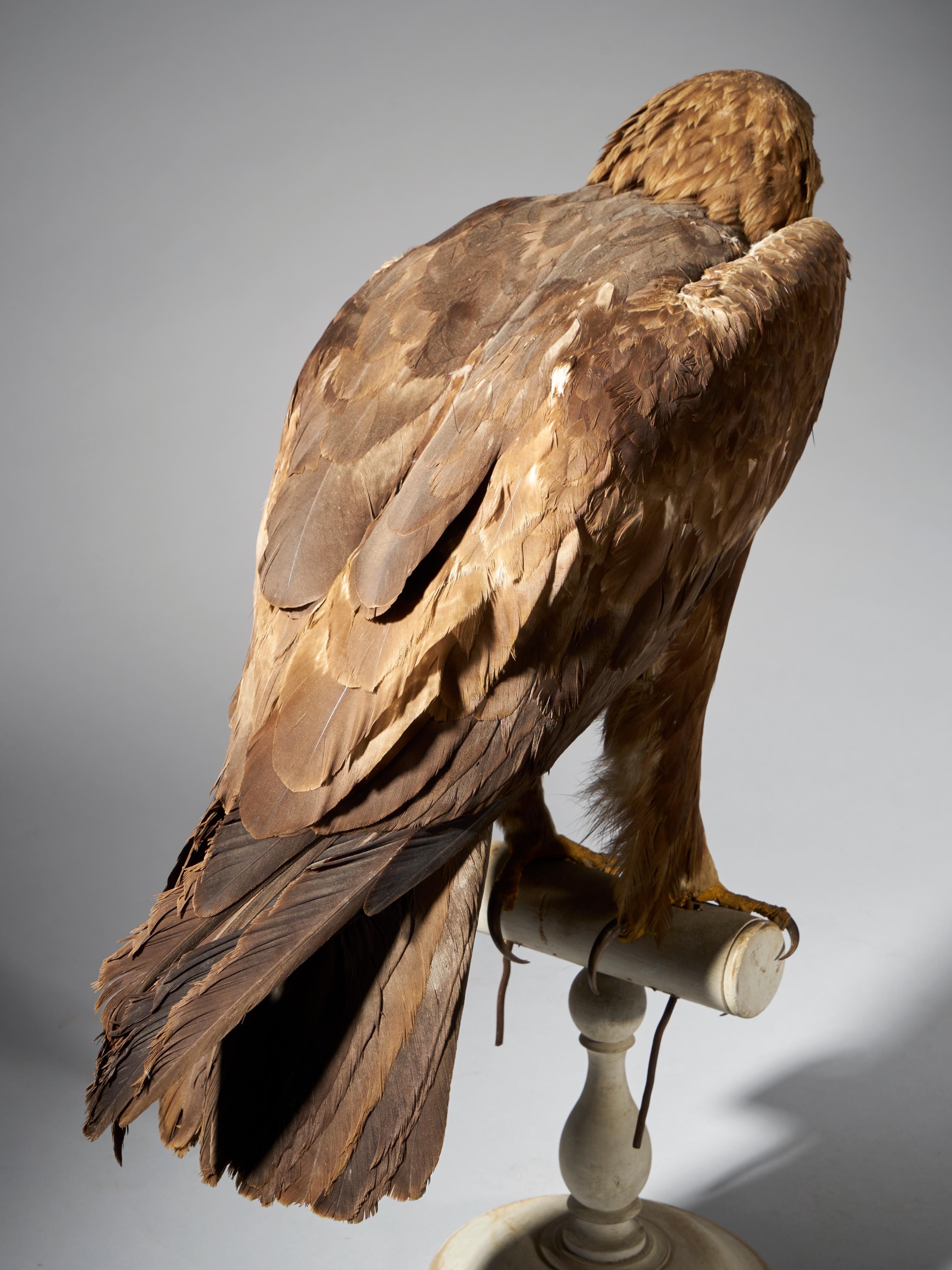 Hand-Crafted Golden Eagle 'Aquila chrysaetos' II/A, Magnificent Male Golden Eagle