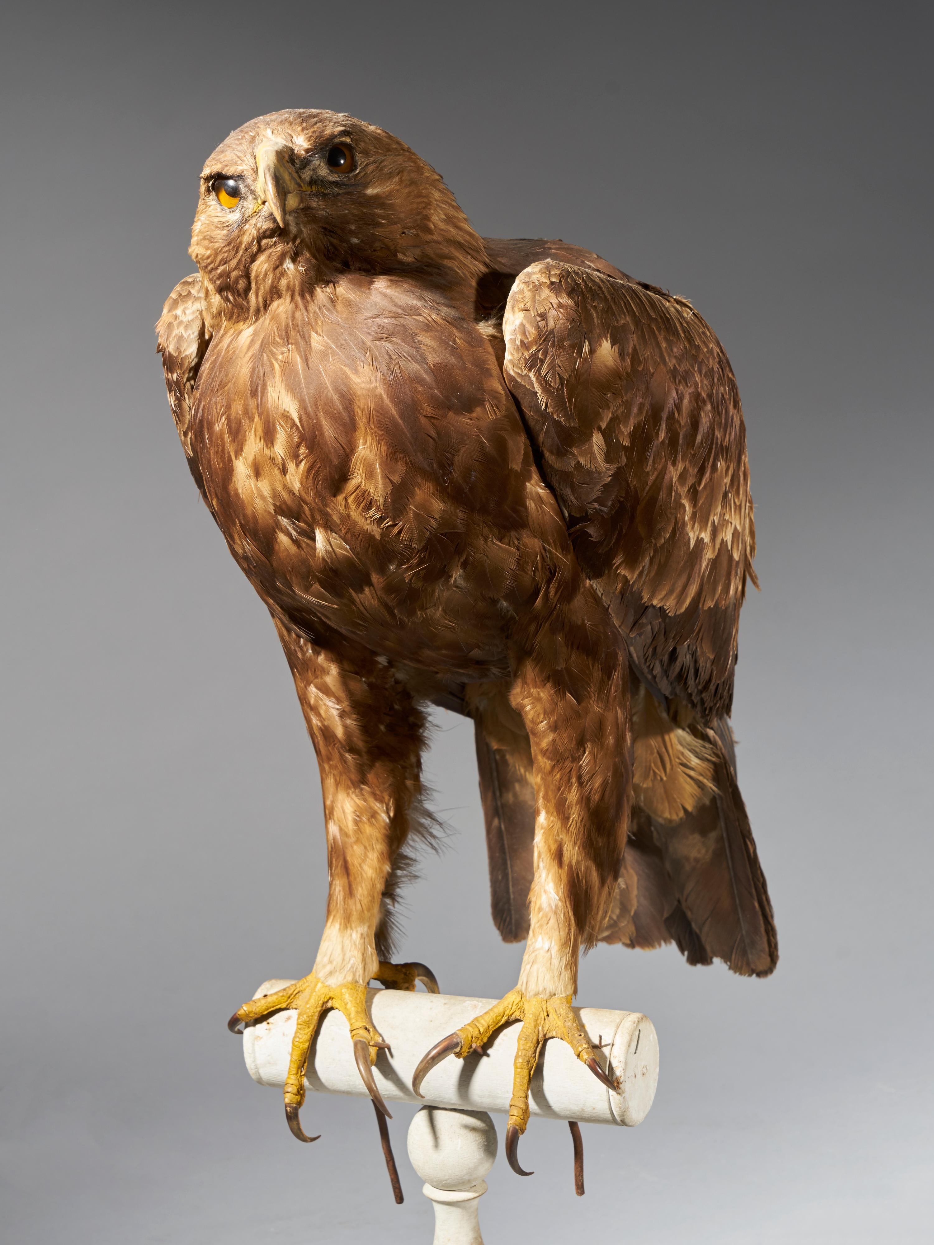 Golden Eagle 'Aquila chrysaetos' II/A, Magnificent Male Golden Eagle In Good Condition In Leuven , BE