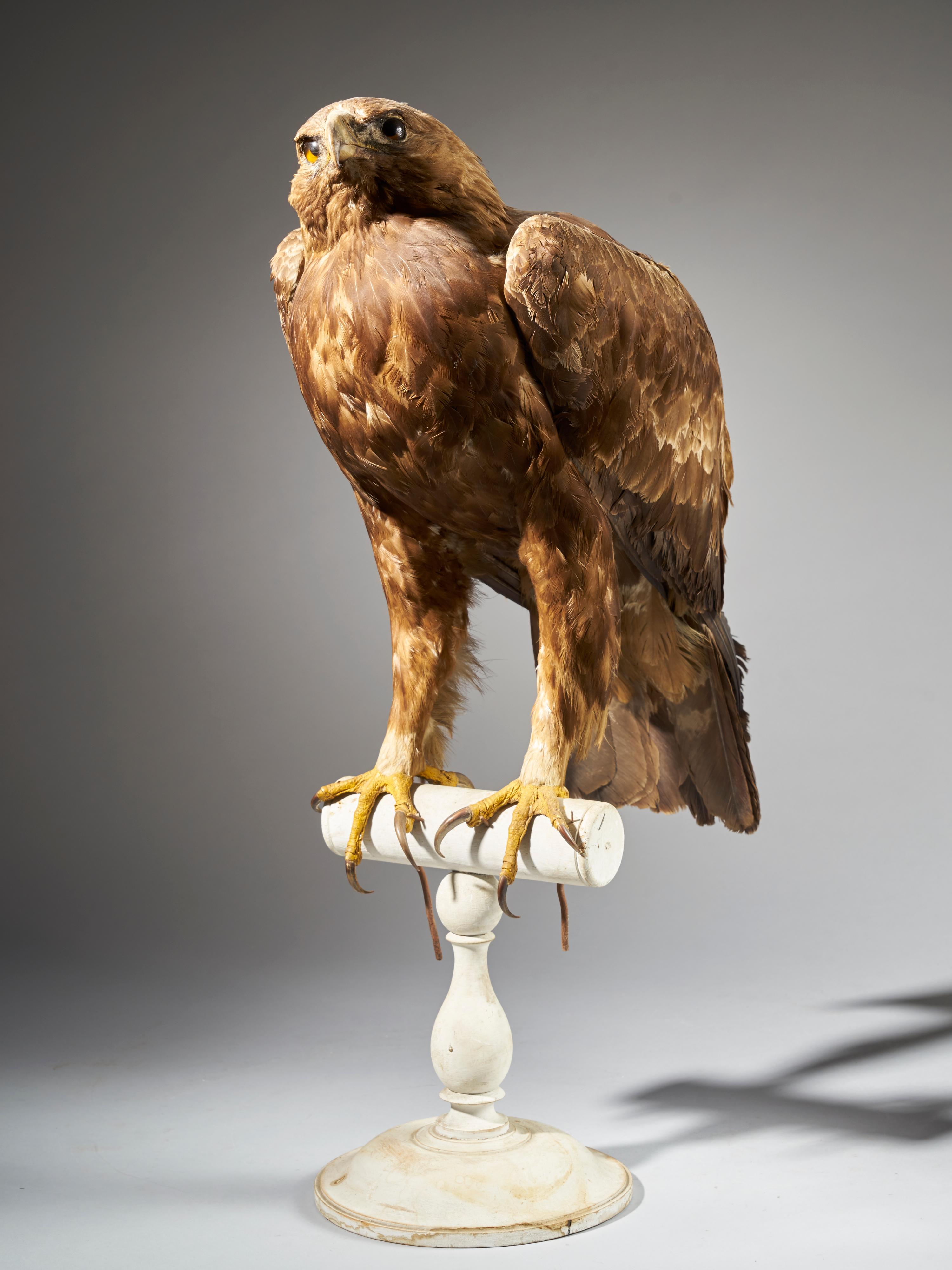 Early 20th Century Golden Eagle 'Aquila chrysaetos' II/A, Magnificent Male Golden Eagle