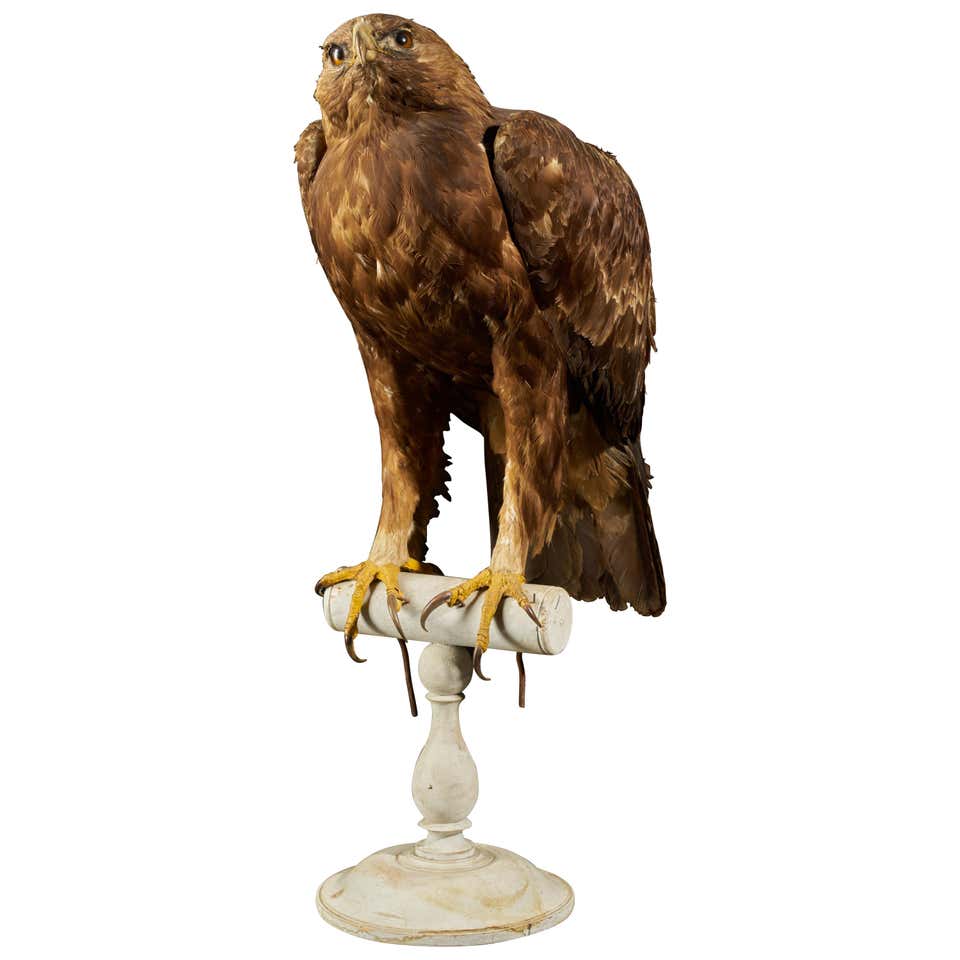 Golden Eagle Taxidermy - 4 For Sale on 1stDibs | taxidermy eagle for sale