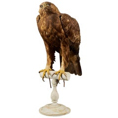 Antique Golden Eagle 'Aquila chrysaetos' II/A, Magnificent Male Golden Eagle
