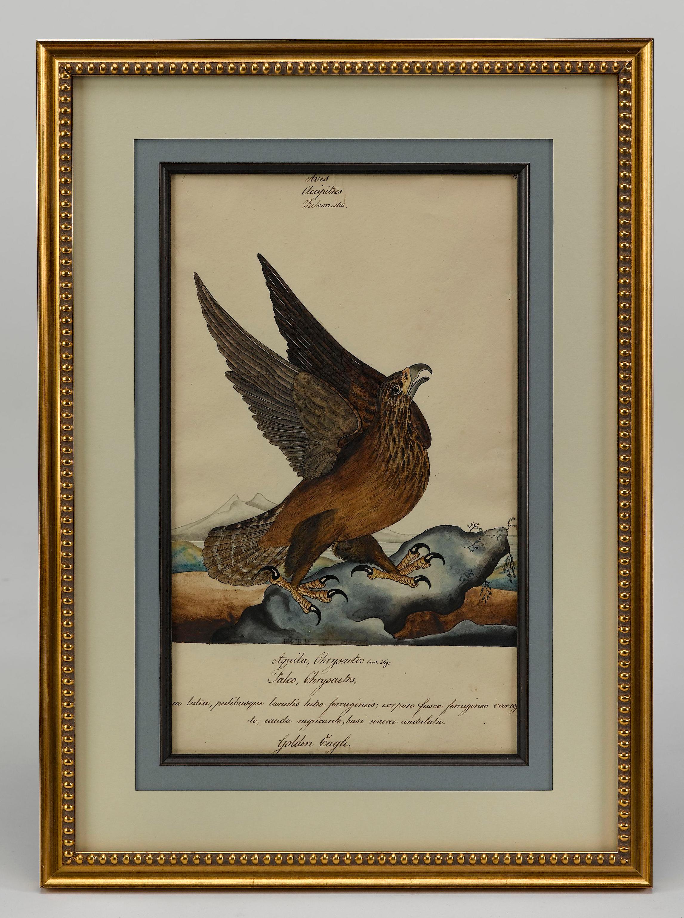 Presented is a stunning original painting of a Golden Eagle by British natural history artist William Goodall. A beautiful and colorful combination of both watercolor and ink, this painting is rendered in a detailed, finished style. The eagle is