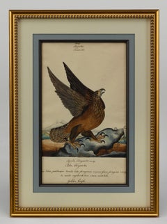 "Aquila d'oro" di William Goodall, disegno ad acquerello e inchiostro, inizio XIX secolo.