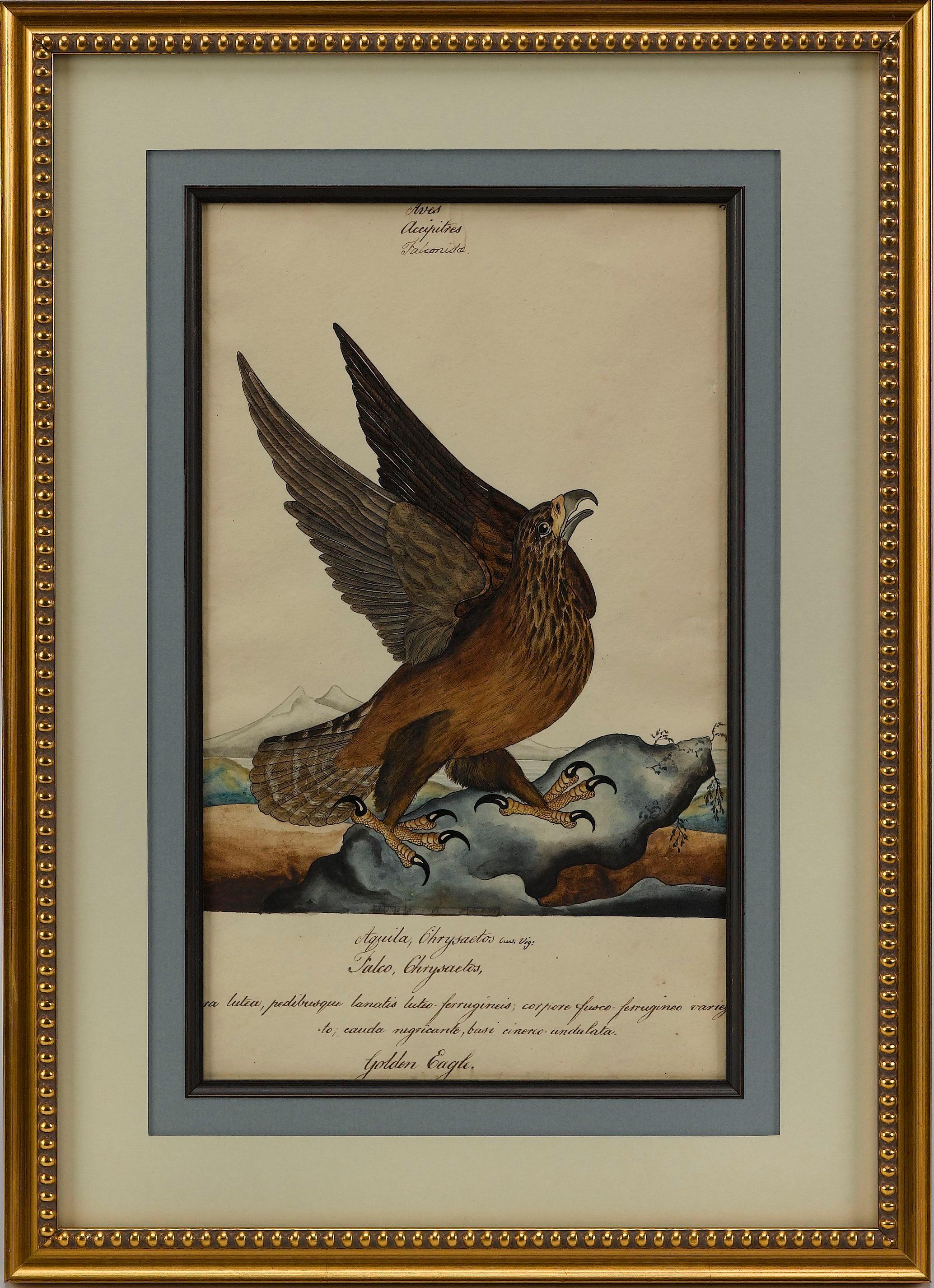 Georgien « Golden Eagle » de William Goodall, dessin à l'aquarelle et à l'encre, début du 19e siècle en vente