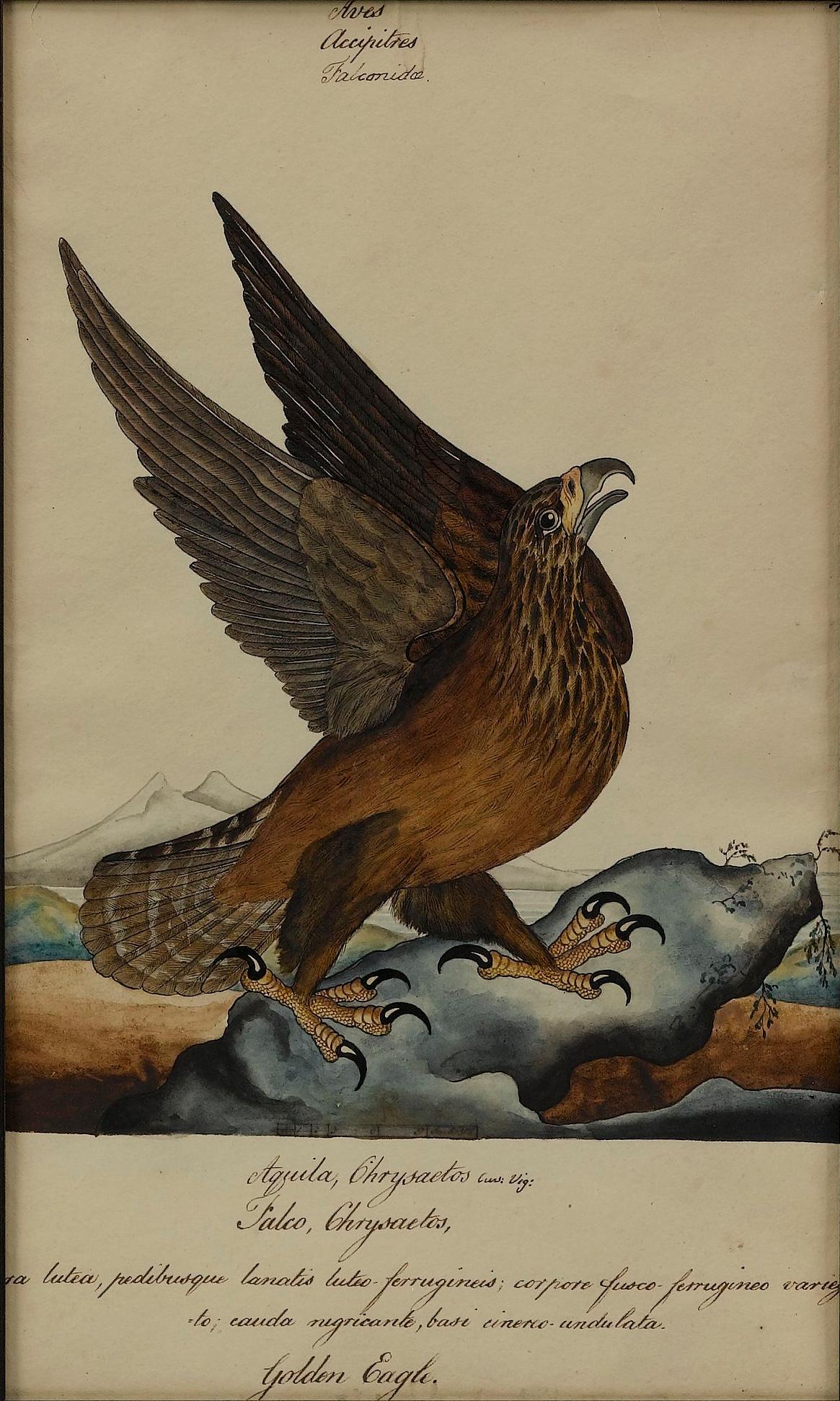 Anglais « Golden Eagle » de William Goodall, dessin à l'aquarelle et à l'encre, début du 19e siècle en vente