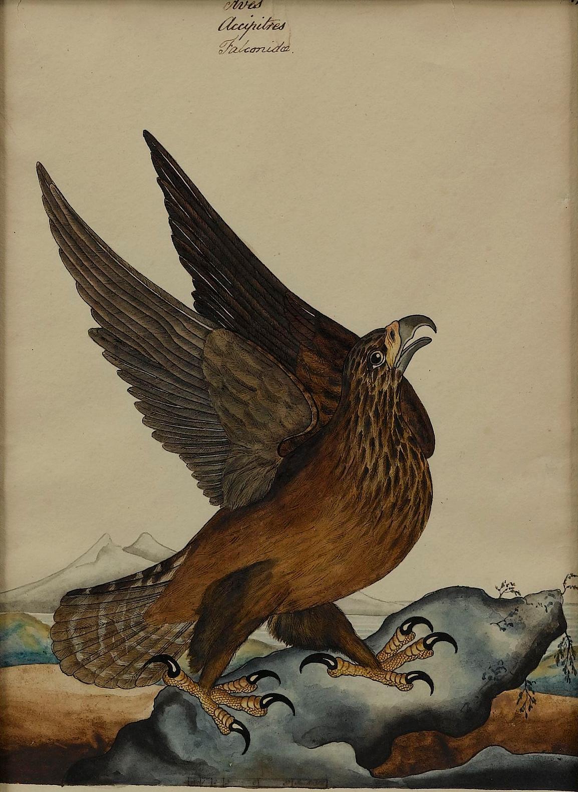 Peint à la main « Golden Eagle » de William Goodall, dessin à l'aquarelle et à l'encre, début du 19e siècle en vente