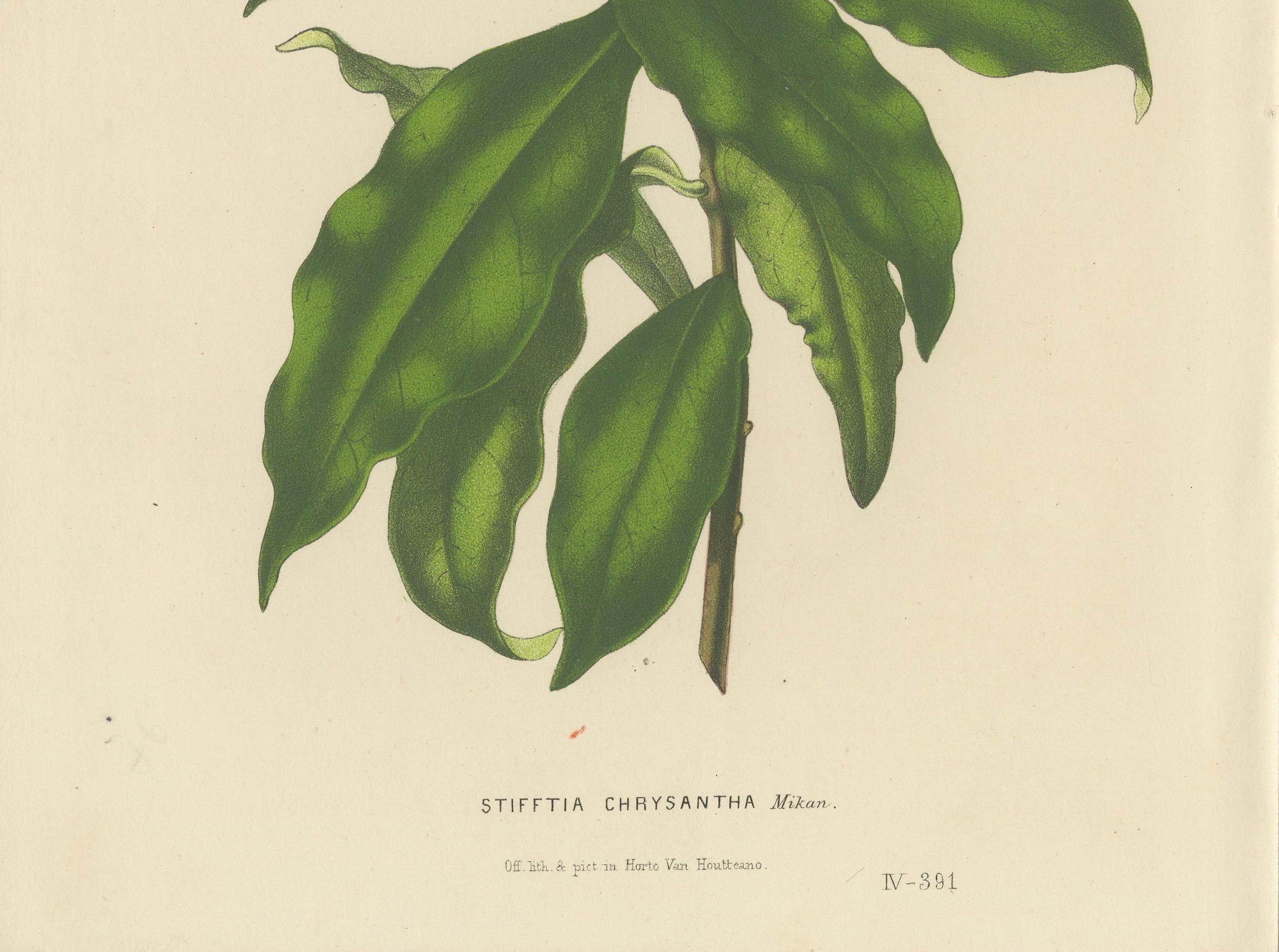 La huella es la planta Stifftia chrysantha, también conocida como Vellón Dorado o Cepillo Azafrán. Esta ilustración es una litografía en color de la obra de Louis Van Houtte 