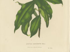 Golden Fleece: Old Vibrant Botanical Illustration from Van Houtte's Collection