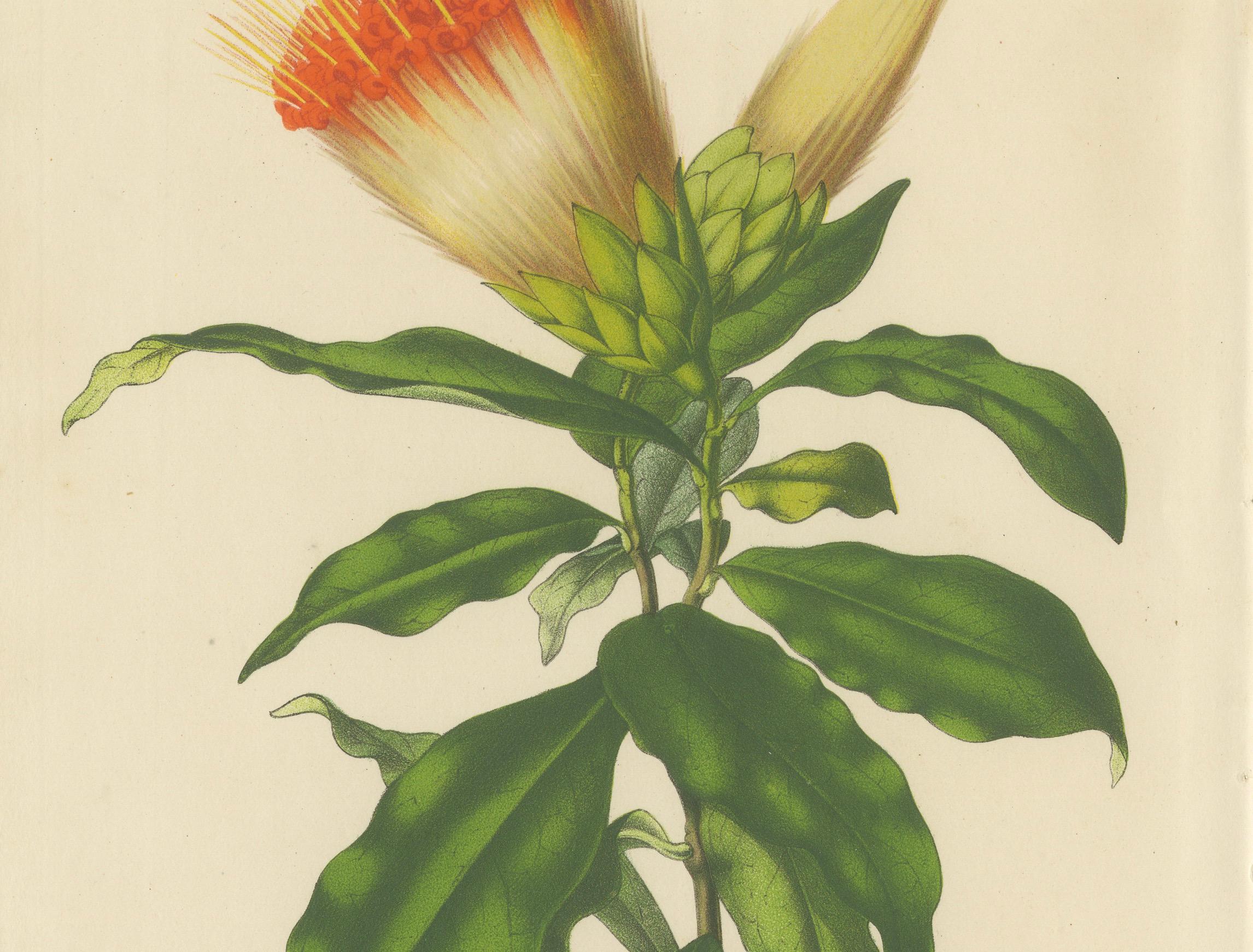 Vellocino de Oro: Antigua y vibrante ilustración botánica de la colección Van Houtte en Bueno estado para la venta en Langweer, NL