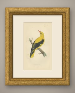 Golden Oriole Looking Upward, Antique Hand Colored Print, Morris, 1896