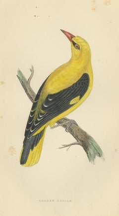 Golden Oriole Looking Upward, Antique Hand Colored Print, Morris, 1896